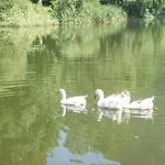 The