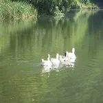 The *