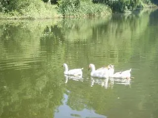 The